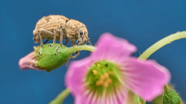 Weevil Sur Fleur Violette Fond Bleu Clair — Photo