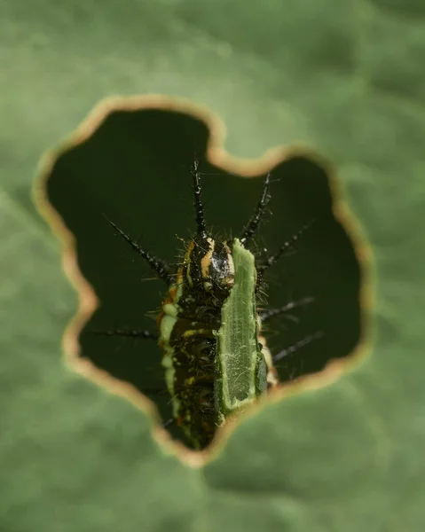 Oruga Comiendo Una Hoja Verde Imagen de archivo