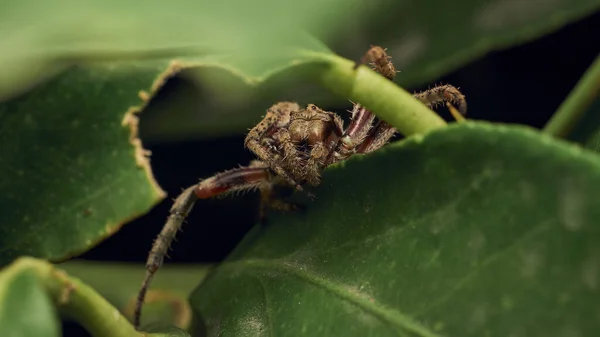 Hnědý Pavouk Hledící Kamery Mezi Zelenými Listy — Stock fotografie