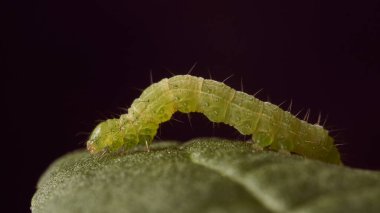 Yeşil yapraklı yeşil tırtıl ve siyah arka plan