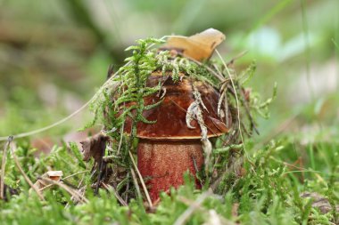 Genç Neoboletus ürkünç foris yosun altında saklanır. Ormanda yabani mantar topluyorum. Koyu kahverengi kapaklı ve kırmızı noktalı sarı saplı büyük, katı bir mantar. Eti kesildiğinde koyu mavi lekeler.