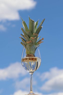 Evde nasıl bir ananas yetiştirilir. Ananas bitkisinin yaprakları kesilmiş üst kısmı suyla dolu bir şarap kadehinde filizleniyor. Beyaz kökler ekime hazır. Mavi gökyüzüne karşı.