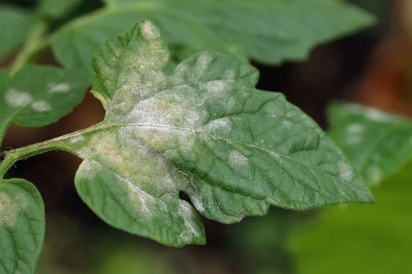 番茄叶上的霉菌病粉末 叶子上的白色斑块 受感染的植物在叶子上显示白色粉状斑点 靠近点 — 图库照片