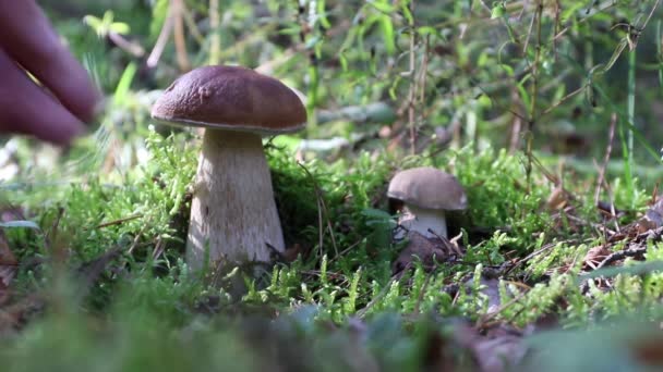 Porcini mushrooms growing in the forest. The hand picks one of the them. — Stock Video