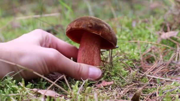 Neoboletus luridiformis grows in the forest. Hand pick up it and cut it. Flesh turns dark blue. — Stock Video