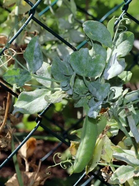 Fungal plant disease Powdery Mildew on a pea leaves. Infected plant displays white powdery plaque and spots on the leaves. For demonstration of plant diseases or packaging design for fungal plant disease control agents.