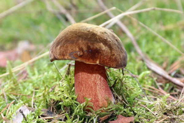 Wild edible Neoboletus luridiformis Mashroom grows in a moss in a forest. Large solid fungus with a bay-brown cap, red pores and red-dotted yellow stem. The flesh stains dark blue when cutting.
