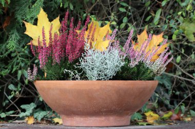 Heather and Leucophyta growing in a flower pot. Yellow and orange autumn leaves in the background. Plants that grow and bloom in late fall and winter. Decorative plants for the garden and balcony. clipart
