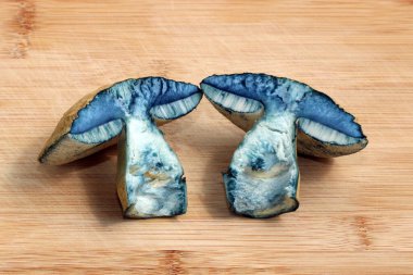 Yenilebilir mantar Gyroporus siyanescens 'in iki yarısı, genellikle bluing bolete ya da cornflower bolete olarak bilinir, bir kesme tahtasının üzerinde yatmaktadır. Kestikten sonra, mantar çok çabuk maviye döndü. Sapı yumuşak bir iple doldurulmuş..