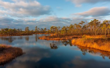 Bataklık gölünde sabah