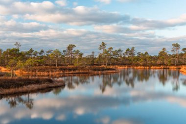 Bataklık gölünde sabah