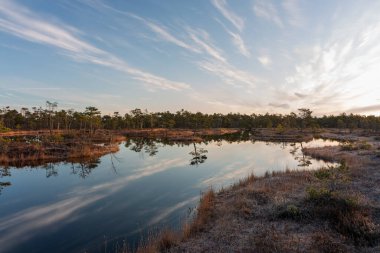 Bataklık gölünde sabah