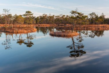 Bataklık gölünde sabah