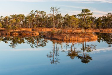 Bataklık gölünde sabah