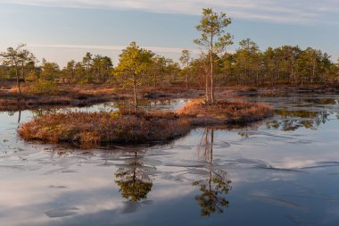 Bataklık gölünde sabah