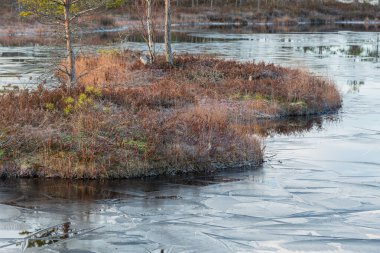 Nehir ve ormanlı güzel bir manzara. 