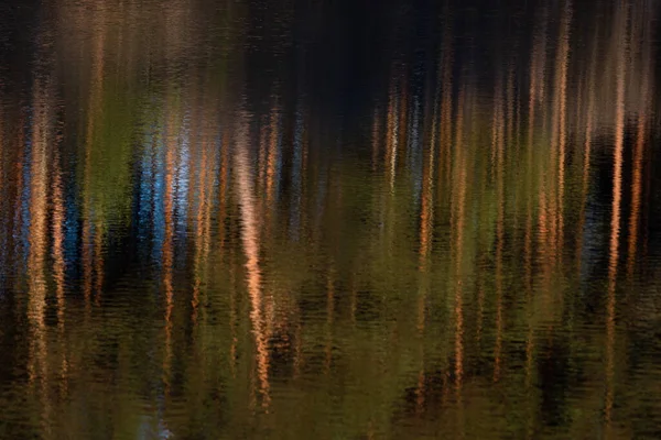 Tall Tre Och Gamla Vissna Träd Skogen Med Reflektioner — Stockfoto