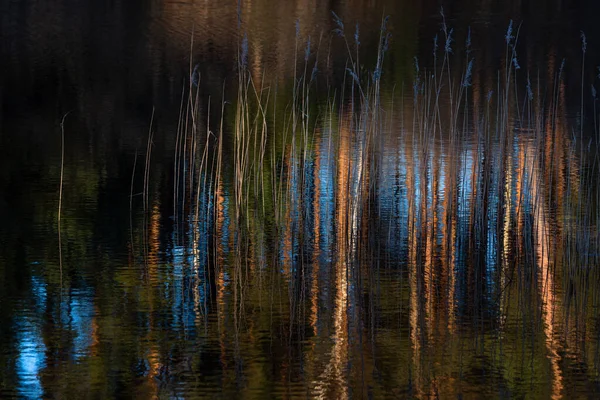 Dennen Drie Oude Verwelkte Bomen Bos Met Reflecties — Stockfoto