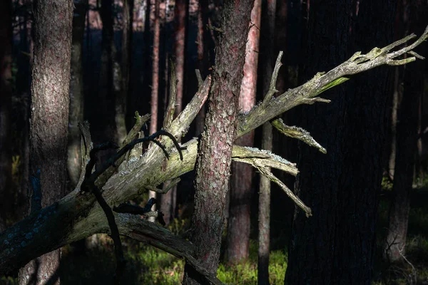 Pins Trois Vieux Arbres Flétris Dans Les Reflets Esprit Forêt — Photo