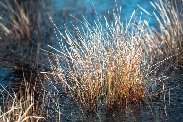 Knolls Boglake Het Vroege Voorjaar Met Ijs — Stockfoto