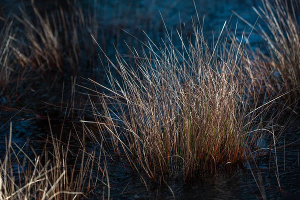 Knolls Boglake Het Vroege Voorjaar Met Ijs — Stockfoto