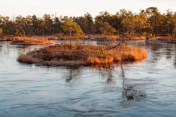 Ochtend Het Moerasmeer — Stockfoto