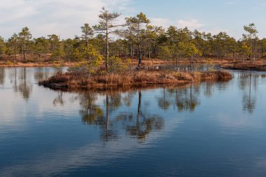Göl manzarası ve sudaki ağaçların yansıması.