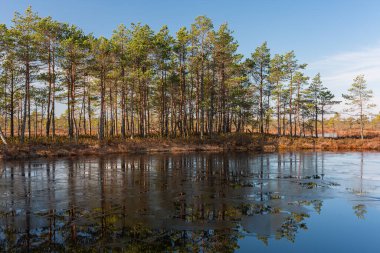Göl manzarası ve sudaki ağaçların yansıması.