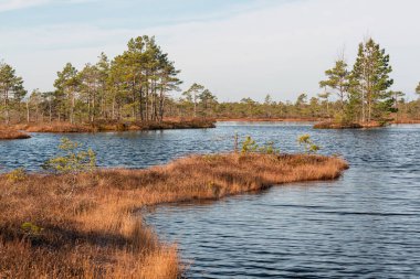 Göl manzarası ve sudaki ağaçların yansıması.