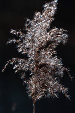 Kışın kuru çimenler, manzarayı kapat