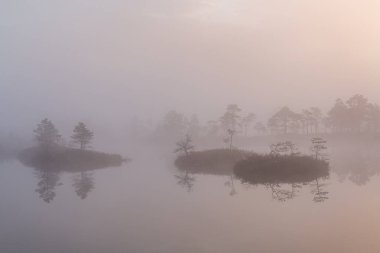 Bataklık gölünde sabah