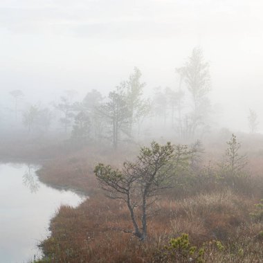 Bataklık gölünde sabah