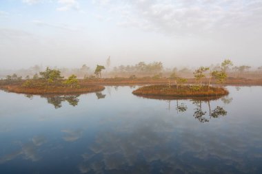 Bataklık gölünde sabah