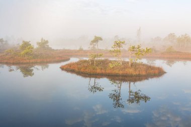 Bataklık gölünde sabah