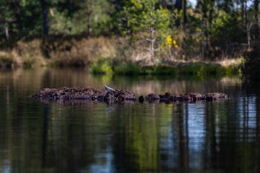 Harika güneşli bir sabah, mavi gökyüzü, küçük bulutlar ve bataklık gölünde hafif buz.