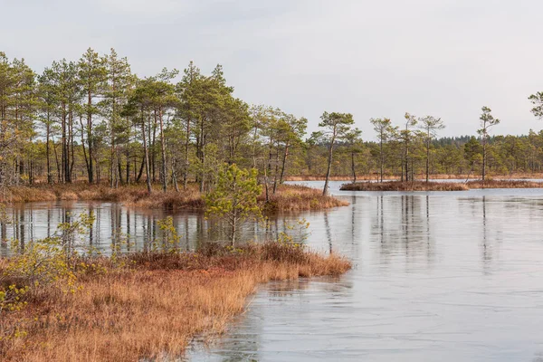 Vackert Landskap Med Älv Och Skog — Stockfoto