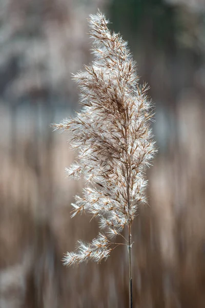 Сухая Трава Зимой Вид Сверху — стоковое фото