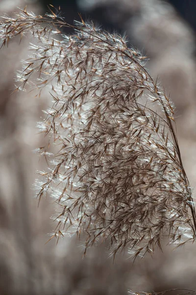 冬は草が乾燥し視界が開け — ストック写真