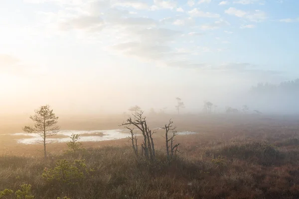 Morning Swamp Lake — Stock Photo, Image