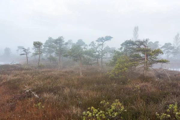 Bataklık gölünde sabah