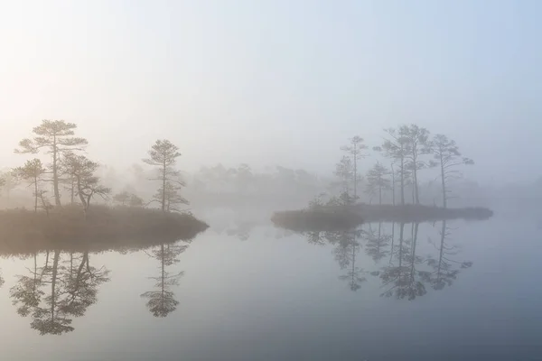 Mañana Lago Del Pantano — Foto de Stock