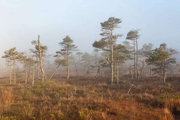 Morning Swamp Lake — Stock Photo, Image