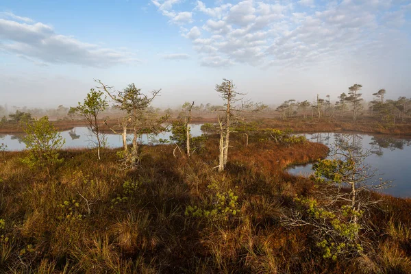 Bataklık gölünde sabah