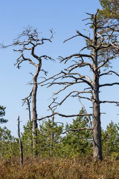 pine three and old withered trees in forest wit reflections