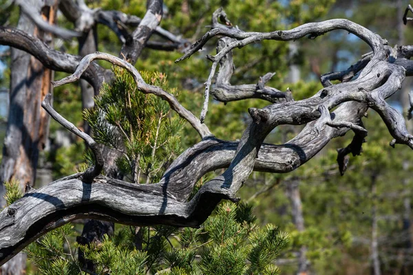 Pins Trois Vieux Arbres Flétris Dans Les Reflets Esprit Forêt — Photo