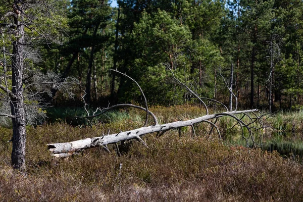 pine three and old withered trees in forest wit reflections