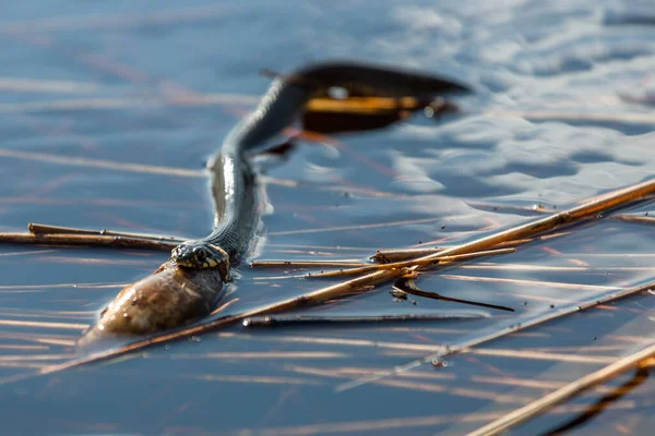 Wąż Trawiasty Jedzący Ślimaki Wodzie — Zdjęcie stockowe
