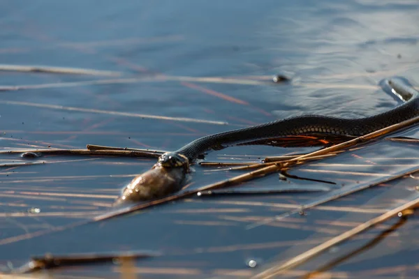 Grama Cobra Comer Caracol Água — Fotografia de Stock