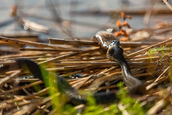 Grama Cobra Comer Caracol Livre — Fotografia de Stock