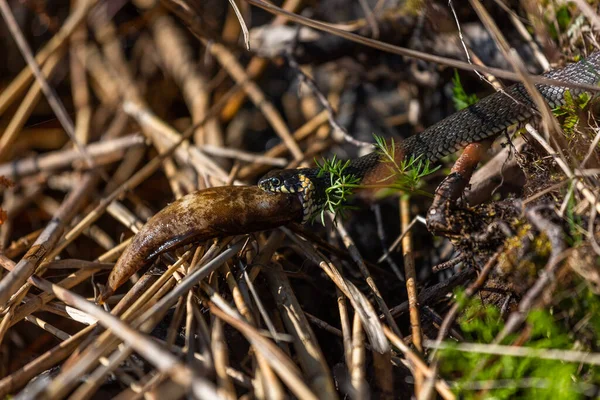 Serpiente Hierba Comiendo Caracol Aire Libre —  Fotos de Stock